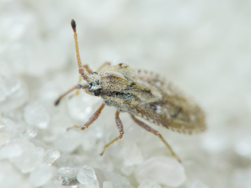 Lasiacantha capucina (Germar, 1837)